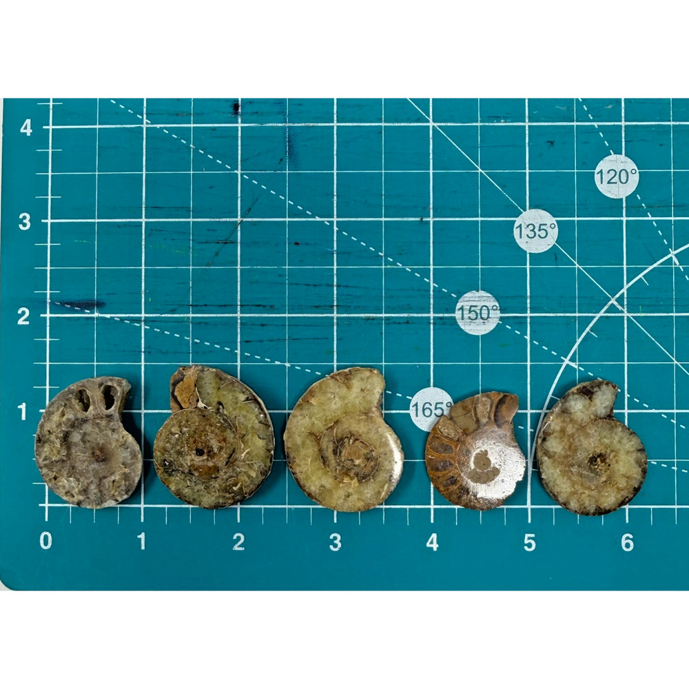 Lot of 5 Polished Ammonite Fossils Madagascar 1.25–1.5" Natural Specimens - Picture 6 of 8